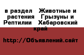  в раздел : Животные и растения » Грызуны и Рептилии . Хабаровский край